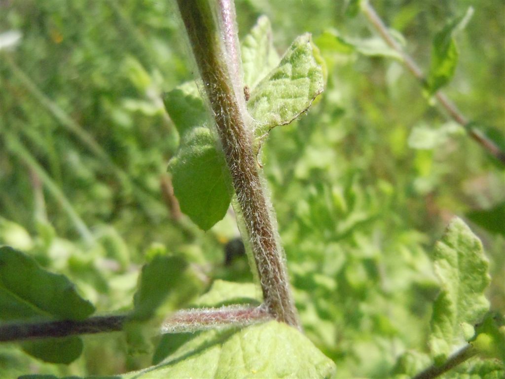 Pulicaria dysenterica